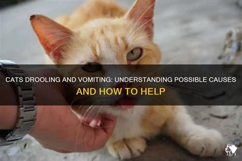 Cats Drooling And Vomiting: Understanding Possible Causes And How To ...