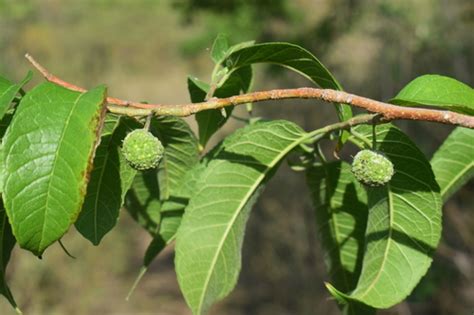 osage-oranges (Moraceae (Mulberry) of the Pacific Northwest) · iNaturalist