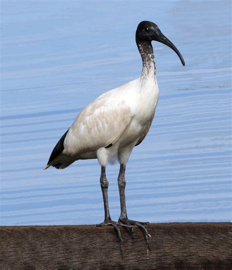 Australian White Ibis - Canberra Birds