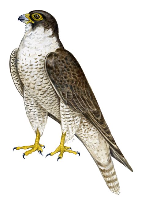 Falcon PNG - PNG All | PNG All