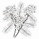Dibujo Para Colorear En Blanco Y Negro De Una mimosa  Foto Premium sketch template