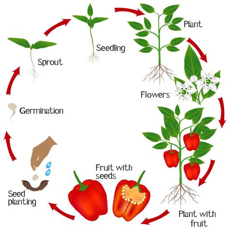 When To Pick Bell Peppers For Peak Ripeness - Grow Hot Peppers