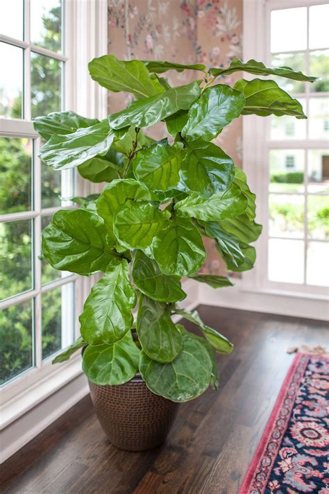 Ficus Lyrata For Sale Full Size Plants High Quality (Tropical Plants)