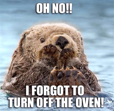 Cute otter! | Otters, Otter meme, Funny