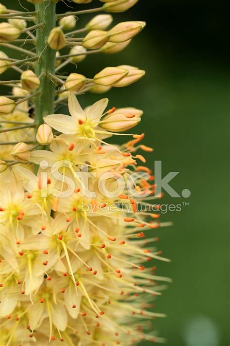 Foxtail Lily Macro Stock Photo | Royalty-Free | FreeImages