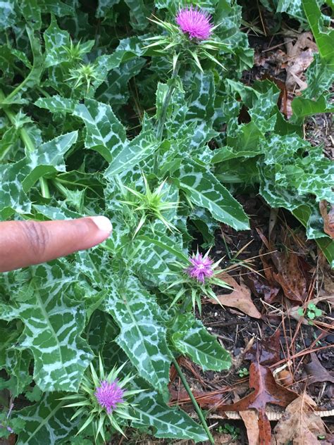 Thistle, Milk (Silybum marianum) seeds, organic [WA no] | Strictly ...