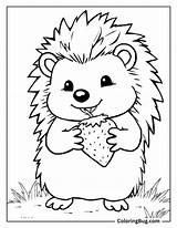 40 Hedgehog Coloring Pages Free Printable PDFs sketch template