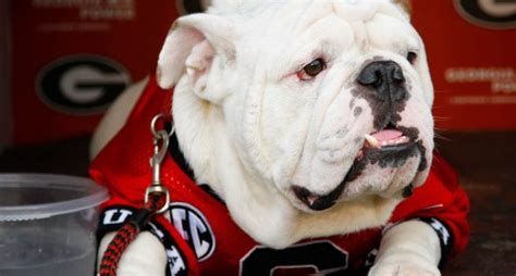 Uga X, retired University of Georgia mascot, passes away - Internewscast Journal