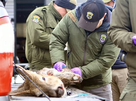 Here's what you need to know about chronic wasting disease | Bonner County Daily Bee