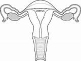 Uterus Coloring Page Pages sketch template