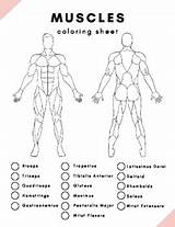 Skeletal And Muscular Coloring Diagrams By Melissa Horton  TPT sketch template