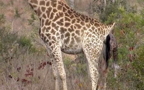 Giraffe Giving Birth