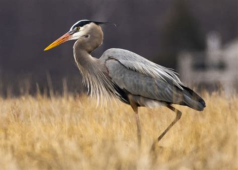 Garza morena (Guía de Biodiversidad Reserva Ecológica Estatal Estero San José del Cabo ...