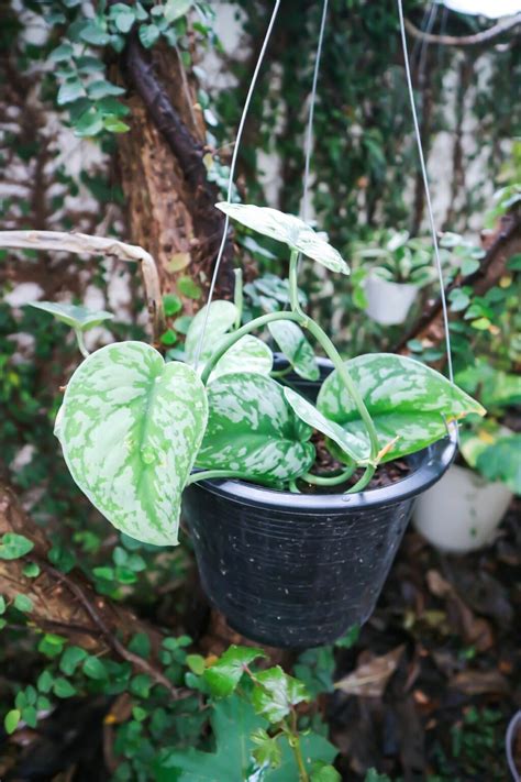 12 Indoor Vine Plants You Should Grow in Your Homes