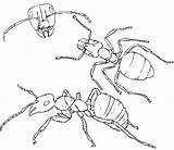 Free Printable Ant Coloring Pages For Kids sketch template