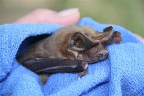 Make Room For Baby…Bats! Roosts Protected In Florida Starting This Week ...