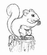 Free Printable Squirrel Coloring Pages For Kids sketch template