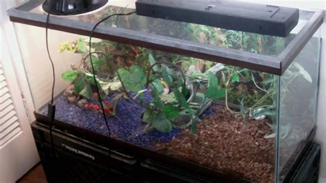 Green Anole Habitat Setup