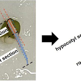 Measurement procedure for determining the hypocotyl and root length ...