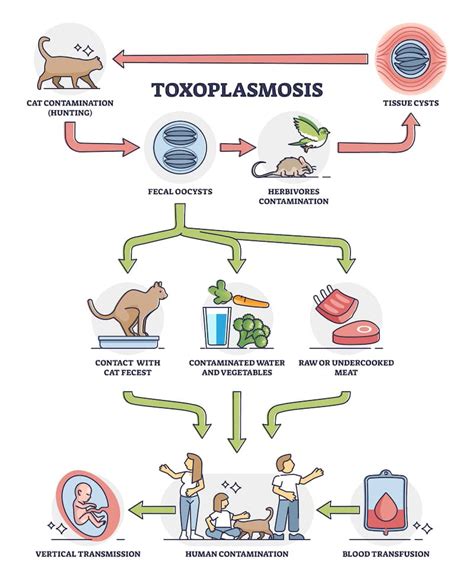 Toxoplasmosis In Cats: Causes, Symptoms, And Treatment | Kingsdale ...