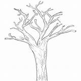Coloring Pages Of Trees With Branches sketch template