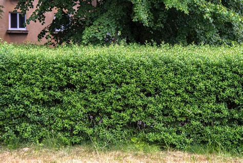 10 Best Evergreens for Privacy Screens and Hedges