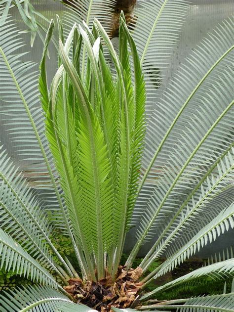 48 best images about Cycadophyta / Cycads on Pinterest | Female male ...