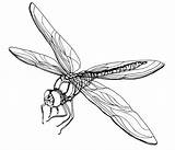 Free Printable Dragonfly Coloring Pages For Kids sketch template