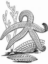 Starfish coloring Pages sketch template