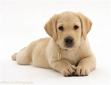 🔥 [45+] Labrador Puppies Wallpapers | WallpaperSafari