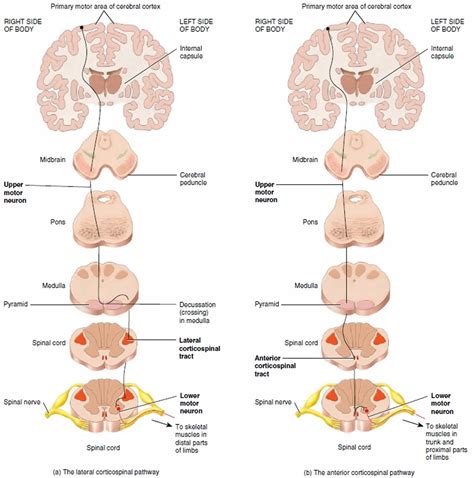 Upper motor neuron definition, disease, upper motor neuron signs & symptoms