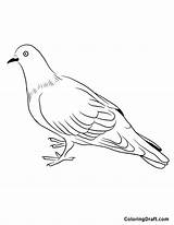 Pigeon Coloring Pages  ColoringDraftcom sketch template