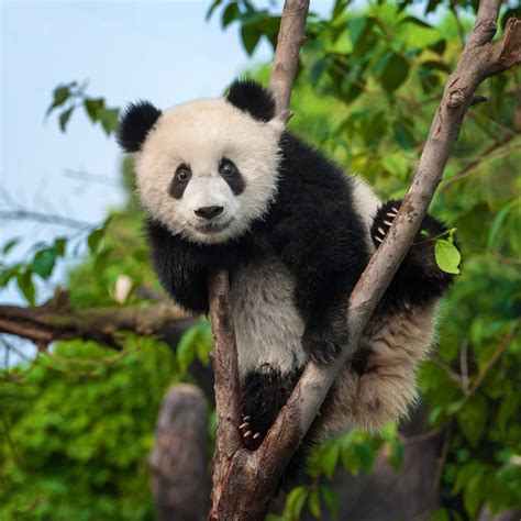 How Many Giant Pandas Are Left in the World? | Reader's Digest