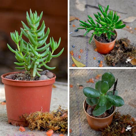 Set of 3 Crassula Succulent Plants – myBageecha