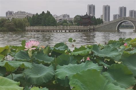 旅游在吉安:庐陵文化生态园荷花盛开 美不胜收_凤凰网视频_凤凰网