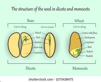 Parts Of A Monocot Seed