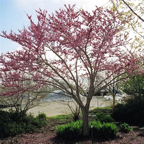 Redbud, Texas Cercis canadensis var. texensis | Evergreens for shade, Outdoor landscaping ...