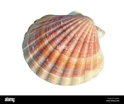 A scallop is a marine bivalve mollusc of the family Pectinidae. Scallops are a cosmopolitan ...