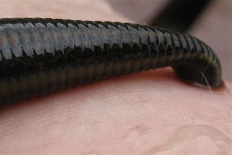 5 reasons why leeches are far more fascinating (and terrifying) than ...