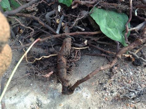 Why Japanese knotweed roots and rhizomes are a concern - PBA Solutions