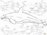 Killer Whale Orca Coloring Page Animals Town Animal Color Sh sketch template