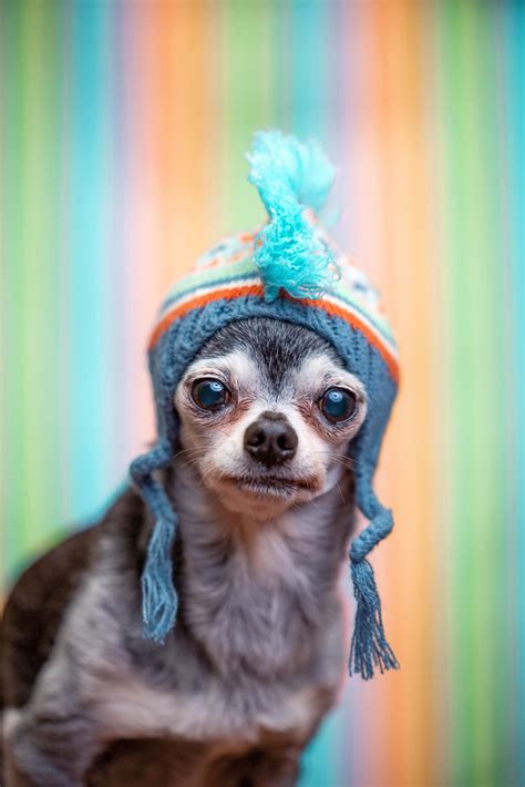 How to Keep Your Senior Pet Warm This Winter - Arlington Animal Hospital, Arlington VA ...