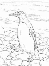 30 Free Penguin Coloring Pages Printable sketch template