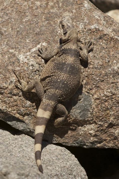 Baby Chuckwalla Photograph by Holst Photography