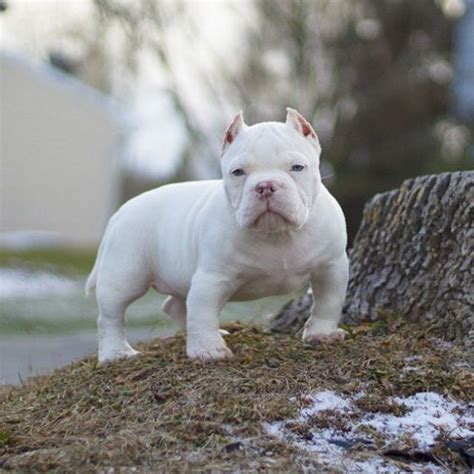 American Bully Micro Bully Exotic Pocket Extreme - MICRO BULLY