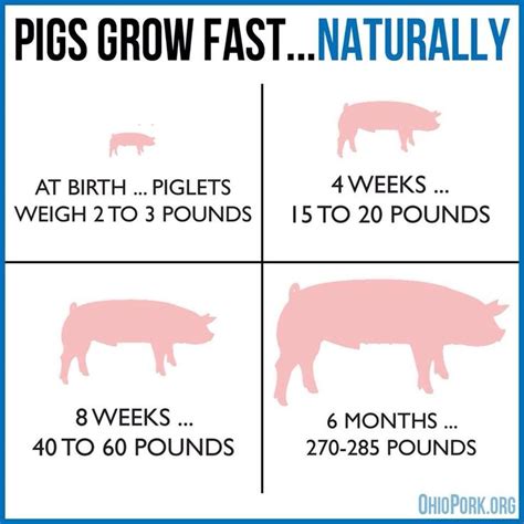 Pig farming, Raising farm animals, Raising pigs