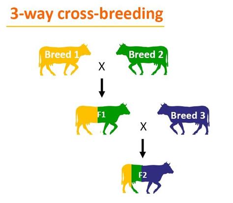 Cross-breeding and grazing management – Encyclopedia pratensis