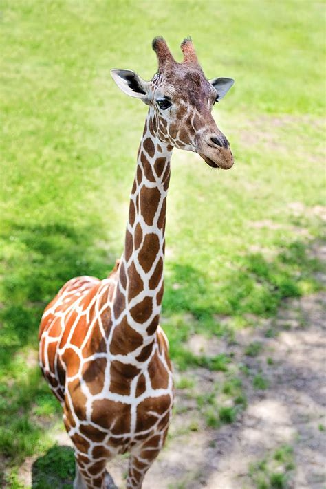 Free download | close-up photo, brown, white, giraffe, green, grass field, baby giraffe, zoo ...