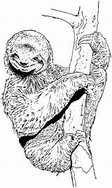 Kids Coloring Pages Sloth Coloring sketch template