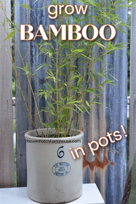 Grow Lush Bamboo in Pots - Flower Patch Farmhouse